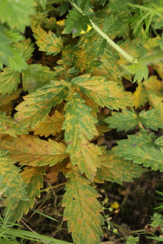 Quasipucciniastrum ochraceum nuotrauka