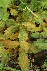 Quasipucciniastrum ochraceum