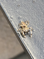 Pelegrina flavipes