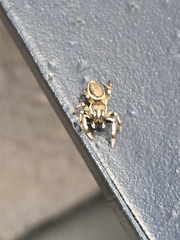 Pelegrina flavipes