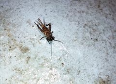 Eumodicogryllus bordigalensis