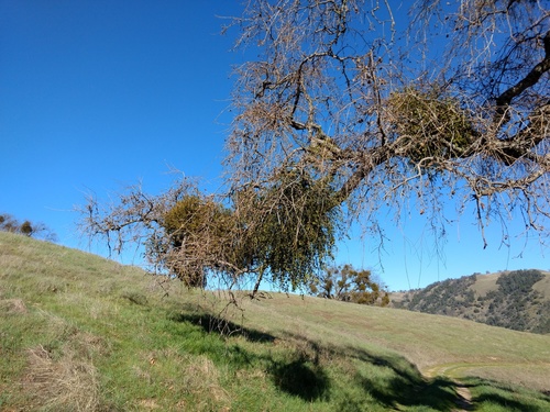 iNaturalist observation photo of oak mistletoe