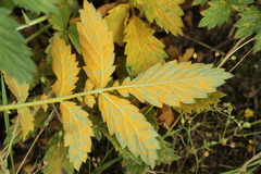 Quasipucciniastrum ochraceum