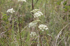 Angelica venenosa