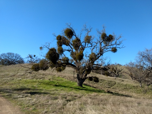 iNaturalist observation photo of oak mistletoe
