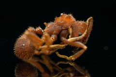 Trachymyrmex desertorum