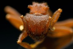 Trachymyrmex desertorum