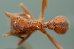 Trachymyrmex desertorum