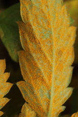 Quasipucciniastrum ochraceum