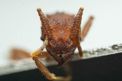 Trachymyrmex desertorum