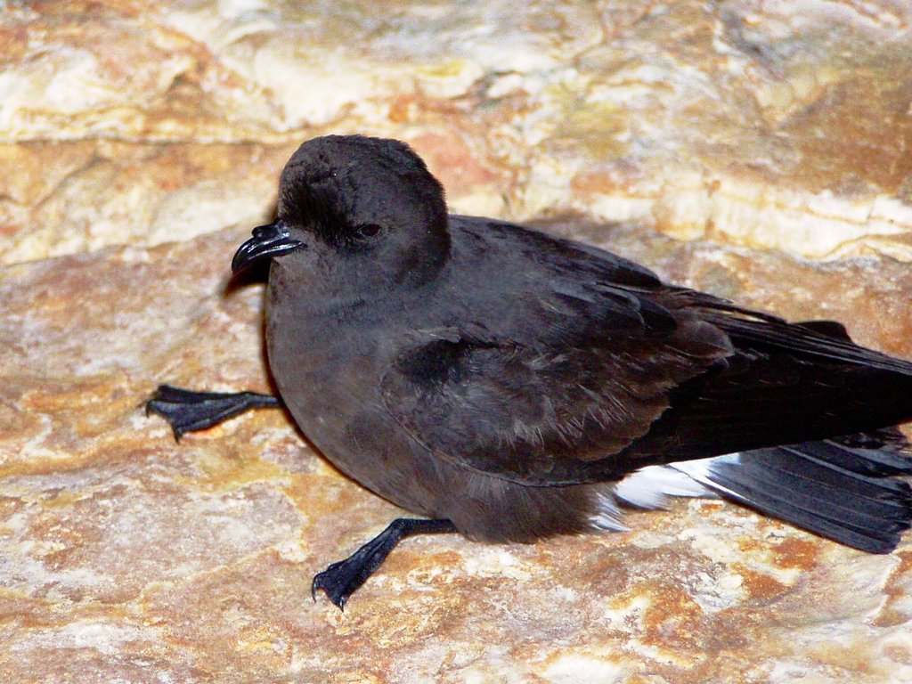 European Storm-Petrel