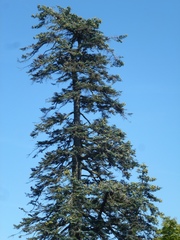 Abies procera
