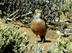 Chersomanes albofasciata garrula