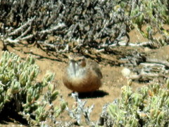Chersomanes albofasciata garrula