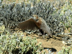 Chersomanes albofasciata garrula