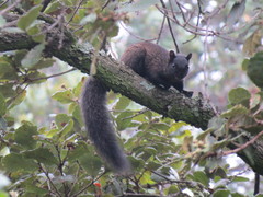Sciurus aureogaster