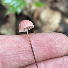Marasmius pulcherripes