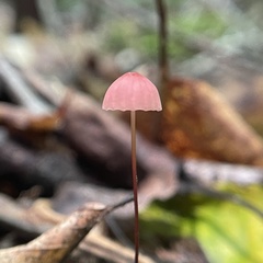 Marasmius pulcherripes