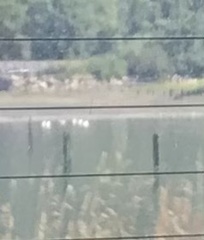 Pelecanus erythrorhynchos