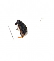 Trigonorhinus rotundatus