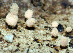 Arcyria ferruginea