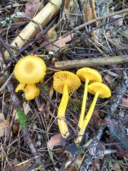 Gloioxanthomyces nitidus