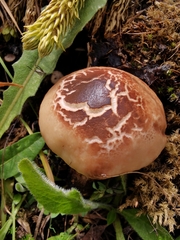 Gomphidius maculatus