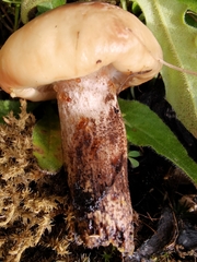 Gomphidius maculatus