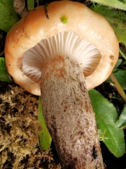 Gomphidius maculatus