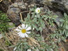 Durietz's Mountain Daisy - Photo (c) Katy Johns, some rights reserved (CC BY-NC), uploaded by Katy Johns