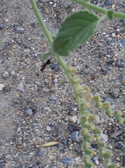 Camponotus barbaricus