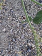 Camponotus barbaricus