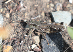 Melanoplus kennicottii