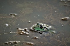 Pelophylax