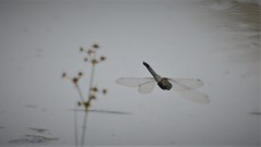 Orthetrum cancellatum