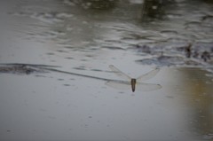 Orthetrum cancellatum