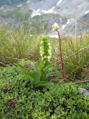 Pseudorchis albida tricuspis