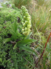 Pseudorchis albida tricuspis