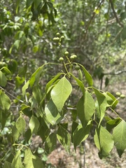 Amyris elemifera