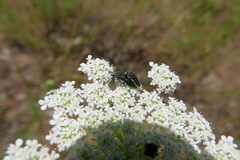 Acmaeoderella flavofasciata pilivestis