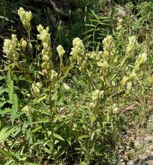 Castilleja septentrionalis