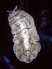 Eurylepta californica