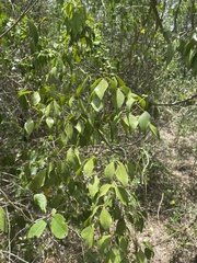 Amyris elemifera