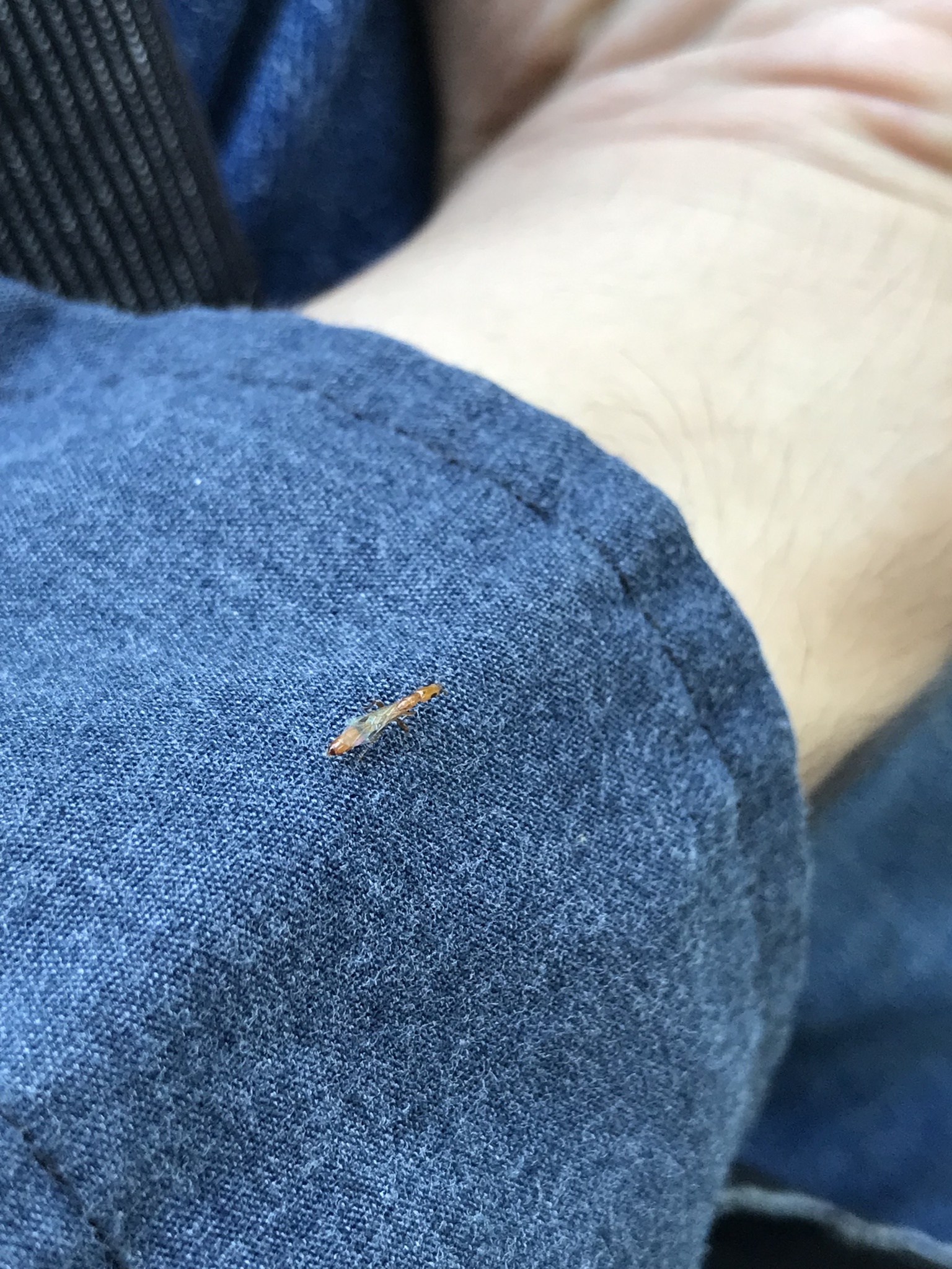 Pseudomyrmex filiformis
