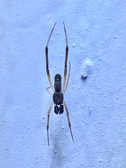 Episinus truncatus