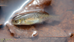 Rhynchocypris oxycephalus