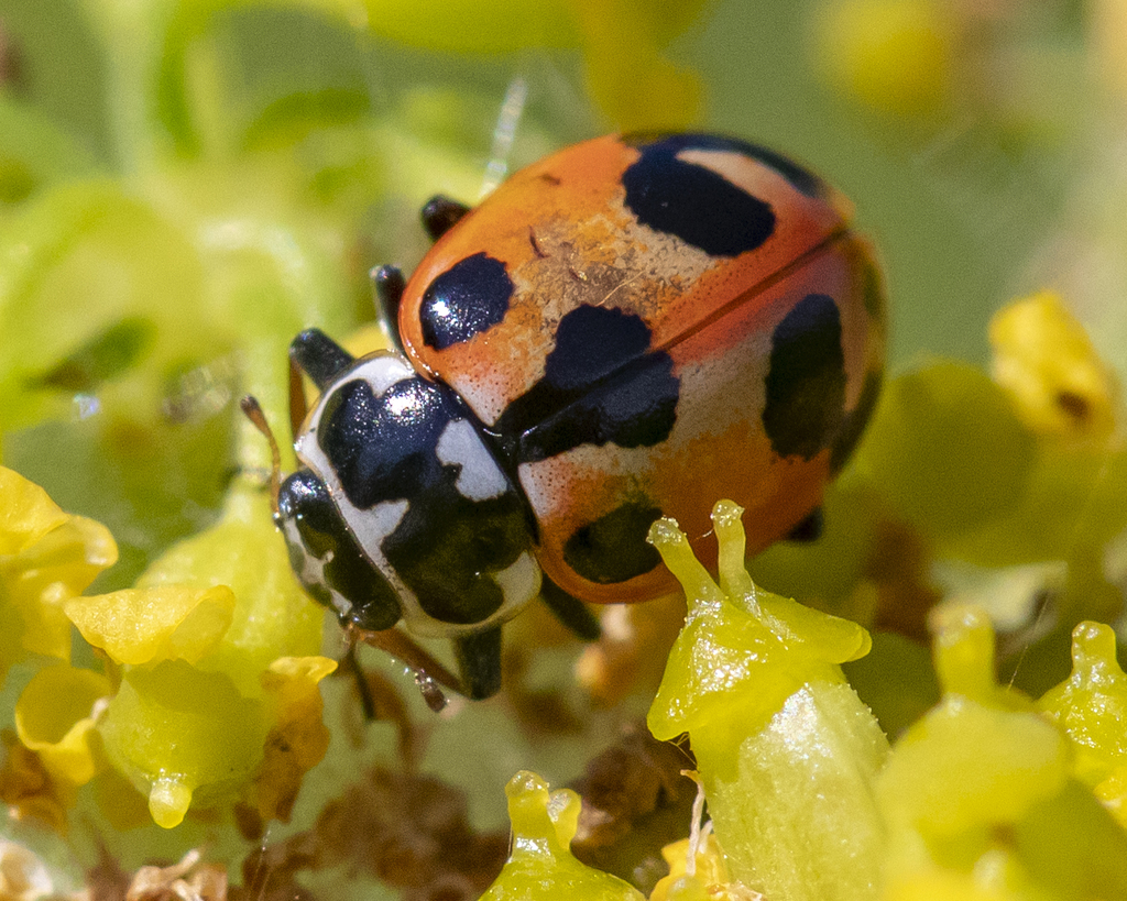 Oblong Lady Beetles