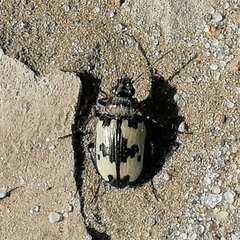 Tetragonoderus