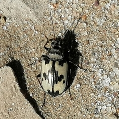 Tetragonoderus