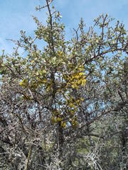 Phoradendron leucarpum tomentosum